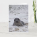 Search for colour prints cards Wild