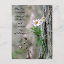 Search for daisy picture postcards Photograph