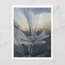Search for ice plants postcards Blue