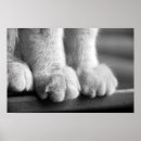 Search for paws posters Kitten