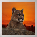 Search for puma mountain cat posters Panther