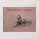 Search for galapagos islands postcards Seal