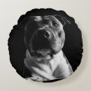 Search for pitbull cushions Amstaff
