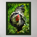 Search for chicken egg posters Poultry