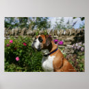 Search for pam posters Boxer