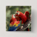 Search for scarlet badges Bird