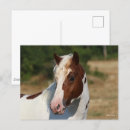 Search for haflinger postcards Animal