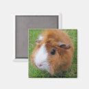 Search for cavy magnets White