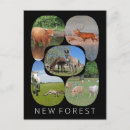 Search for highland cattle postcards Wildlife