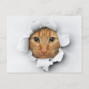 Search for ginger cat postcards Cats