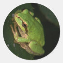 Search for green tree frog stickers Reptiles