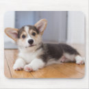 Search for focus on foreground electronics Baby animals