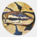 Search for coil stickers Reptile