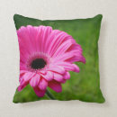 Search for fuchsia gerbera Floral