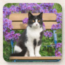 Search for tuxedo cat coasters Cute