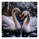 Search for swan posters Serene nature