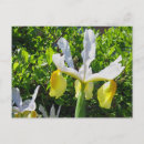Search for iris garden postcards Flowers
