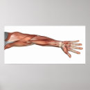 Search for human limb posters 3d