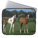 Search for grassy cases Equestrian