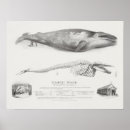 Search for killer whale art Vintage