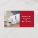 Search for labrador retriever business cards Pet sitter
