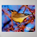 Search for waxwing posters Bird