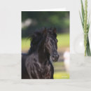 Search for bob cards Rocky mountain horse