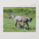 Search for mares postcards Roan