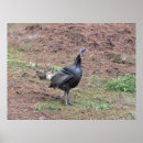 Search for game birds posters Turkey