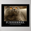 Search for kitteh posters Cat