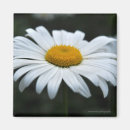 Search for pollen magnets Floral