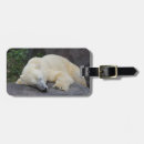 Search for polar bear luggage tags Ursus maritimus