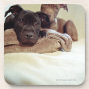 Search for pit bull coasters Indoors
