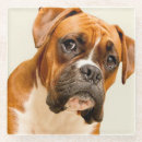 Search for boxer puppy coasters Animal