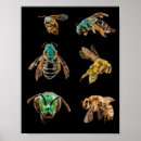 Search for bug pictures posters Bugs