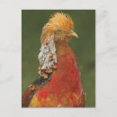 Search for pheasant postcards Wild