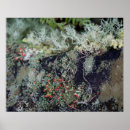 Search for fungus art Red