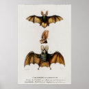 Search for bat animal posters Cute