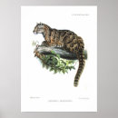 Search for clouded leopards Illustration
