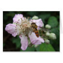 Search for hoverflies Nature