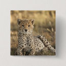 Search for wildcat badges Nature