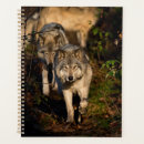 Search for timber wolves Dogs