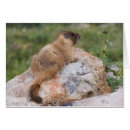 Search for marmota Sciuridae