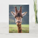 Search for funny giraffe cards Nature