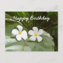Search for frangipani birthday cards invites Plumeria