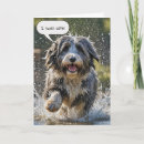 Search for bearded collie birthday cards Pet