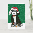 Search for bernedoodle cards Puppy