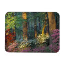 Search for azalea magnets Bloom
