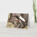 Search for farm animals note cards Pigs