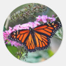 Search for black and orange butterfly stickers Floral